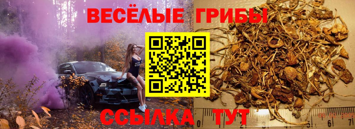 Псилоцибиновые грибы Psilocybine cubensis Саяногорск